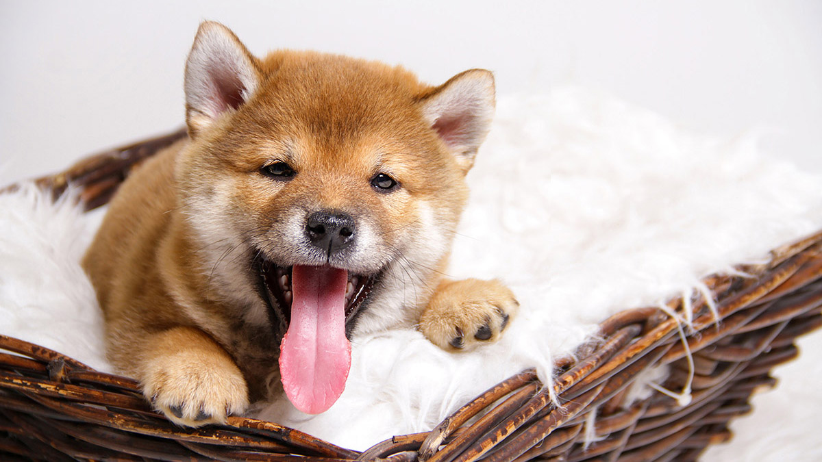 shiba inu puppy yawning