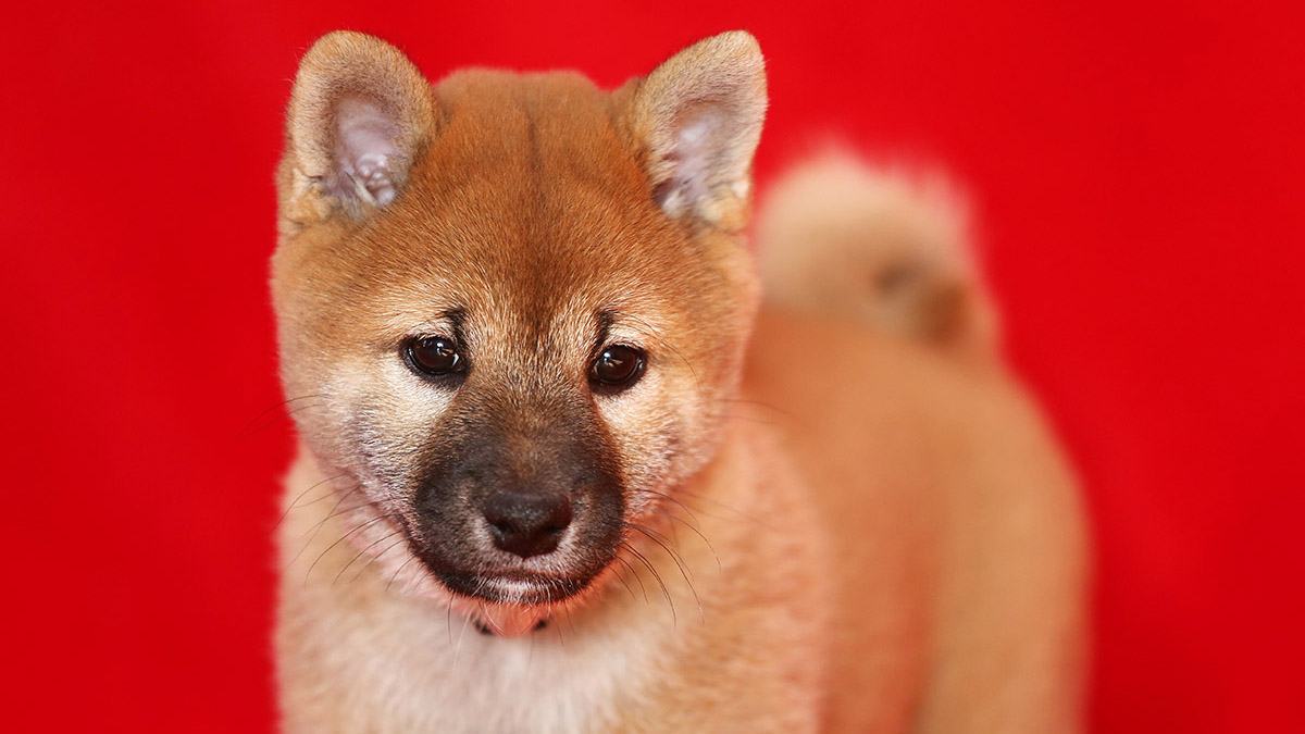shiba inu puppy on a red background